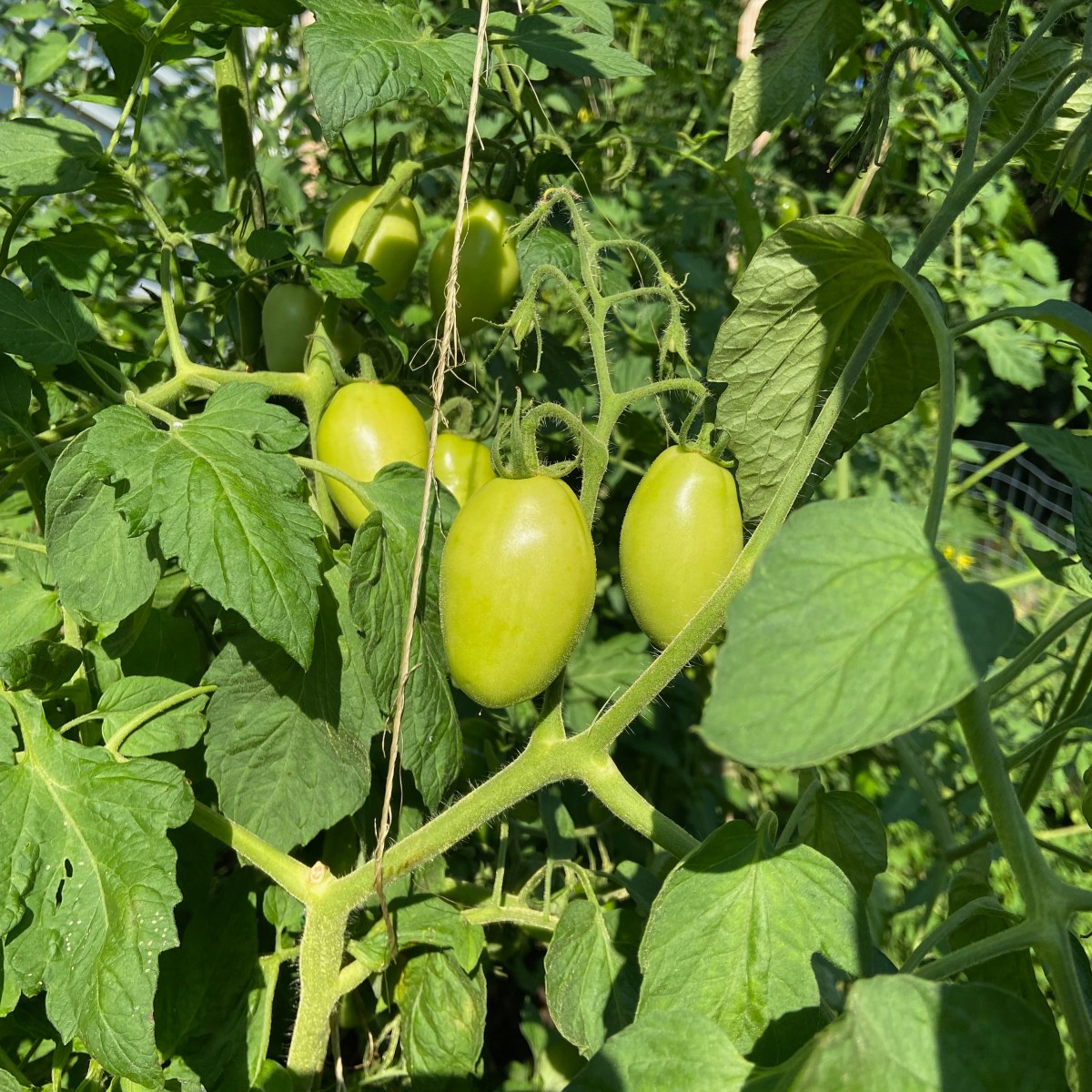 Writing like a Gardener