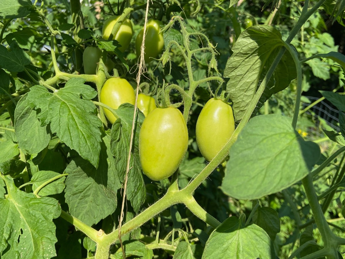 Writing like a Gardener